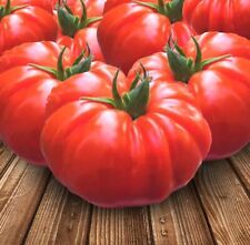 Lot De 10 Graines De Tomates Buffalo Steack ENORME Semences Graines Seed