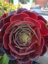 cutting = énorme rosace de bel aéonium presque noir tres prolifére dans le temps