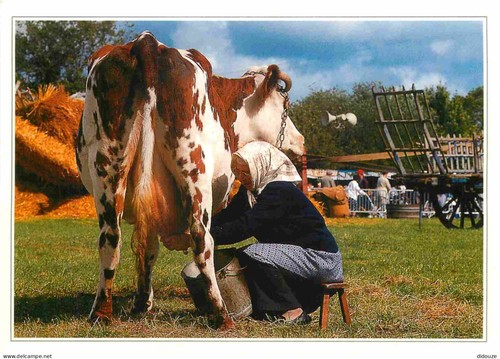 Carte postale animaux - carte,