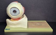 SOMSO Anatomical Model Human