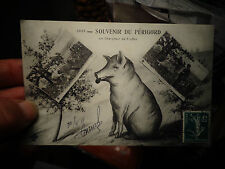 Cochon Truffier en Périgord