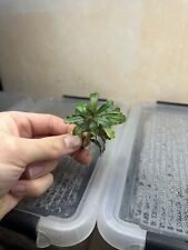 Bucephalandra Sekadau Mini ( Plante D’aquarium / Aquatic / Paludarium / Rare) 