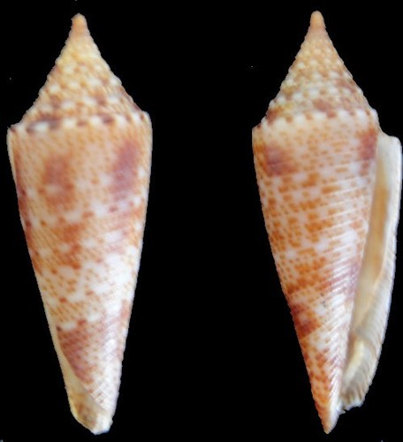 Coquillage collection - coquillage,