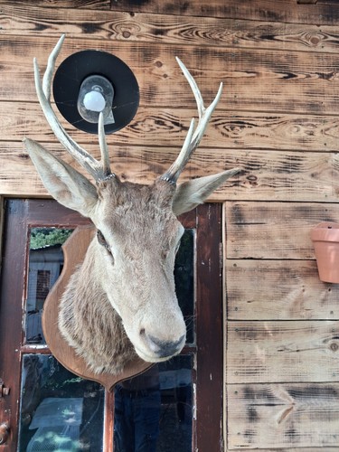 Large deer head - head, wood
