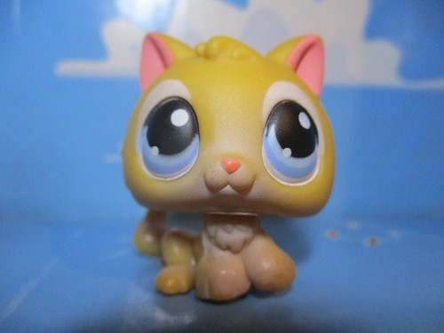 Petshop chaton chat 47 - chat, n°47