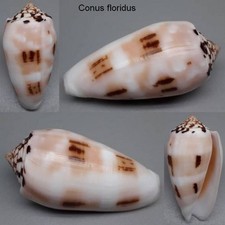 Coquillage de collection 