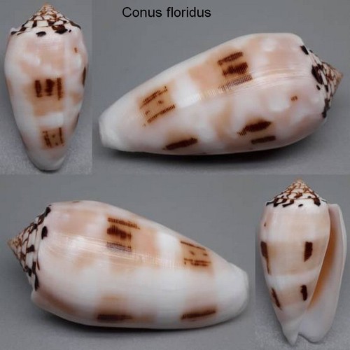 Coquillage collection - coquillage,