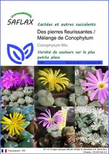 SAFLAX - Graines - Des pierres fleurissantes / Mélange de Conophytum - 40 Graine