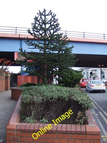 Photo 6x4 monkey - monkey, puzzle