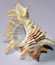 COQUILLAGES - MURICIDAE  - HEXAPLE X  PRINCEPS 92mm