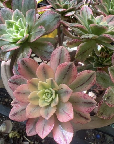 Aeonium green tea lot - 🌺aeonium,