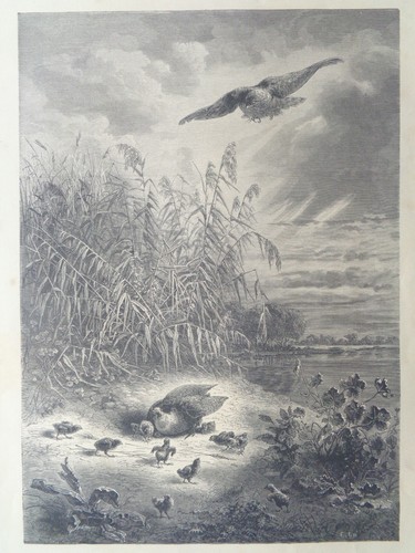 Grande gravure ancienne - grande, chasse