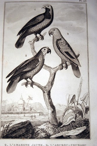 Oiseaux buffon gravure - oiseaux,
