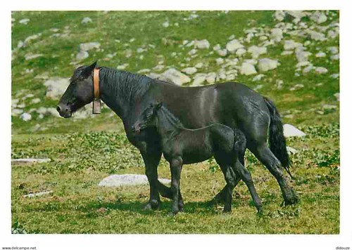 Carte postale animaux - carte,