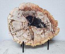 Coupe ou tranche de bois pétrifié, fossilisé, sur son support