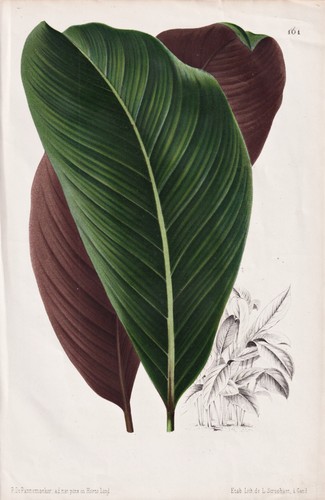 Calathea pacifica korbmaranten - calathea,