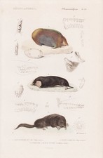 Talpa maulwurf mole souris - mole,