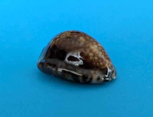 Cypraea depressa dispersa 6 - cypraea, 36,6