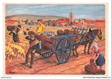 APDP4-0247-ILLUSTRATEUR-HOMUALK - cote-de-beaune - pommard vendange au panier