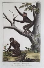 Coaita Singe Cappuccino