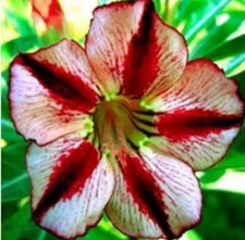 5 GRAINES D'ADENIUM obesum