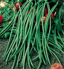 Lot Graines De Haricot