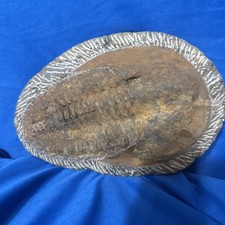 Large Asaphellus sp. Trilobite