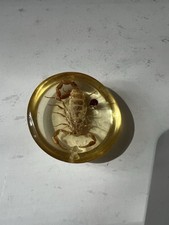 Inclusion résine scorpion