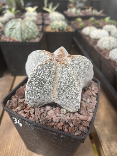 Astrophytum myriostigma - myriostigma, cv