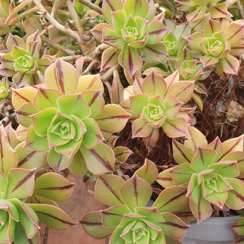 Plantes grasses succulente - grasses,