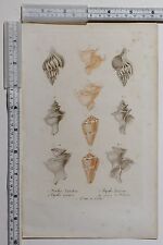 C1800 Antique Imprimé ~ Divers Coquillages Rocher Lamelleuse