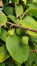 Actinidia arguta 'Issaï'/