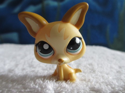 Petshop chihuahua 1656 - petshop,