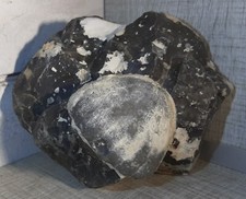 Oursin ECHINOCORYS sp. dans silex du Danien du Danemark, 11x10,5x7cm