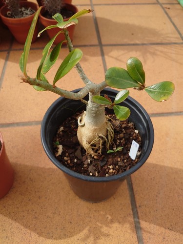 Adenium obesum - adenium,