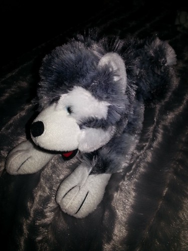 Cute husky puppy dog plush - puppy,