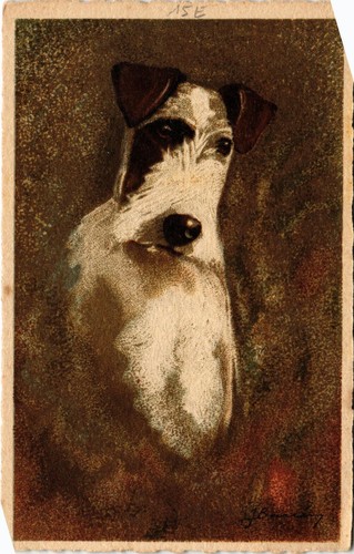 Cpa fox terrier dogs - ak,