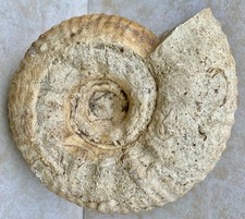 Superbe ammonite fossile   -