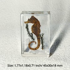 1pc Résine Véritable