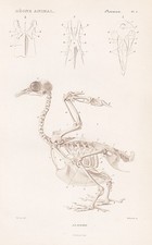 Squelette Anatomie Oiseau