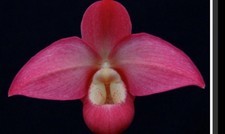 Phragmipedium Qf Falling Star