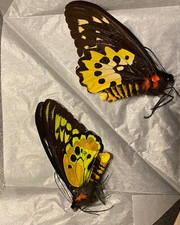 Ornithoptera rotschildi pair