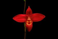 Phragmipedium Jason Fischer