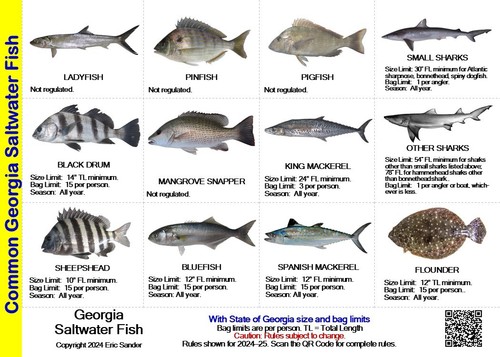 Saltwater fish and - id,