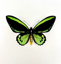 Ornithoptera Priamus Euphorion