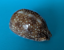 Cypraea arabica 70,6 mm