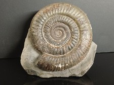 Ammonite Dactylioceras Commune Toarcien Whitby Angleterre 87mm