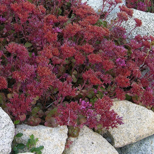 Sedum spurium fuldaglut - spurium, 'fuldaglut'