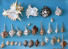 COQUILLAGES  COLLECTION  DE 28
