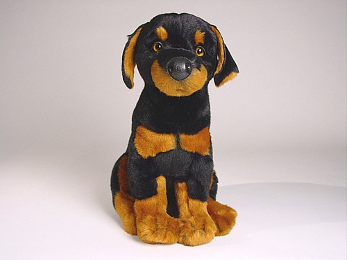 Doberman pinscher puppy - pinscher, by